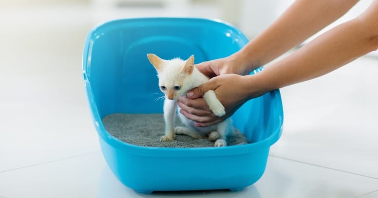 Cómo enseñar a mi gatito a usar el arenero
